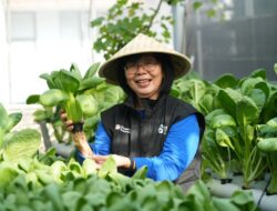 Intip Kisah Inspiratif KWT Buaran Citra Lestari Manfaatkan Lahan Sempit untuk Tanaman Produktif