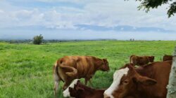 Hadapi Tantangan Peternakan & Ketahanan Pangan, UGM Beri Saran Ini