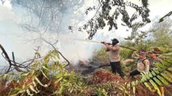 Studi dari Ilmuan AS: Asap Kebakaran Hutan Tak Cuma Serang Paru-paru