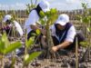 BRI Tanam 30 Ribu Bibit Mangrove dan Manfaatkan Sampah Jadi Pemecah Ombak
