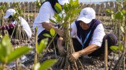BRI Tanam 30 Ribu Bibit Mangrove dan Manfaatkan Sampah Jadi Pemecah Ombak
